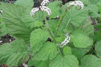 Cây dược liệu cây Vòi voi, Dền voi - Heliotropium indicum L