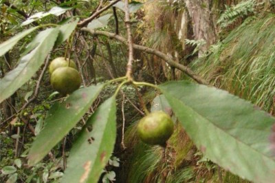 Cây dược liệu cây Sơn tra, Gan, Pom rừng - Malus doumeri (Bois) Chev