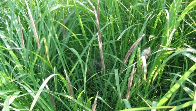 Cây dược liệu cây Cỏ tranh - Imperata cylindrica (L.) P. Beauv. Var. major (Nees) Hubb