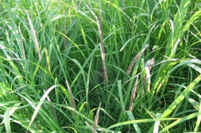 Cây dược liệu cây Cỏ tranh - Imperata cylindrica (L.) P. Beauv. Var. major (Nees) Hubb