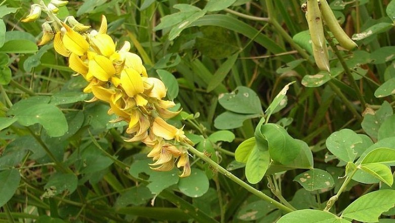 Cây dược liệu cây Lục lạc, Sục sạc, Muồng phân hay Muồng lá tròn - Crotalaria pallida Aiton (C. mucronata Desv; C. striata DC.)
