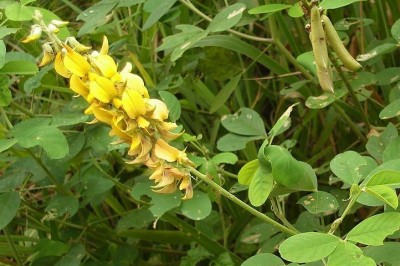 Cây dược liệu cây Lục lạc, Sục sạc, Muồng phân hay Muồng lá tròn - Crotalaria pallida Aiton (C. mucronata Desv; C. striata DC.)