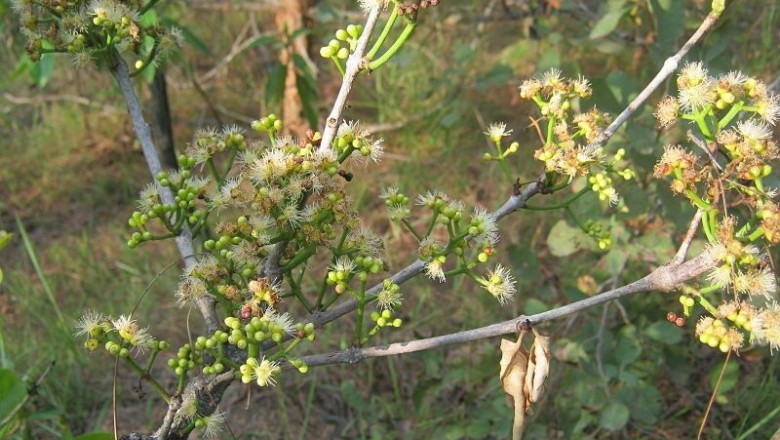 Cây dược liệu cây Vối - Cleistocalyx operculatus (Roxb.) Merr. et Perry (Eugenia operculata Roxb.)