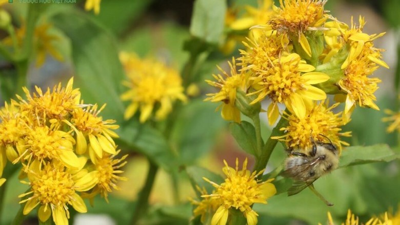 Cây dược liệu cây Hoàng hoa, Nhất chi hoàng hoa - Solidago virgaurea L
