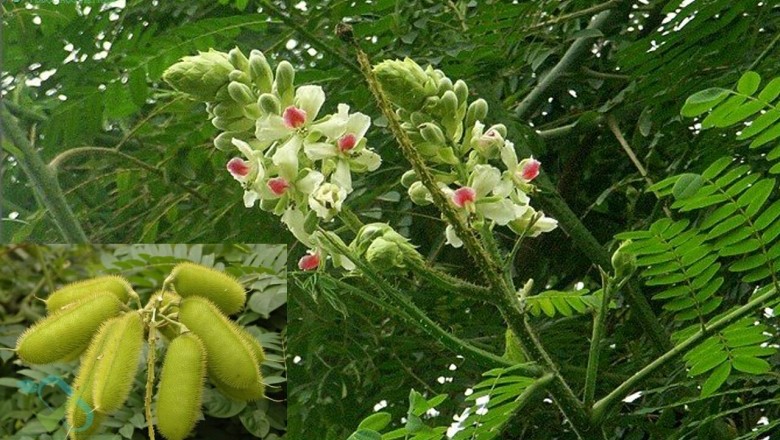 Cây dược liệu cây Vuốt hùm, Móc diều, Móc mèo - Caesalpinia minax Hance