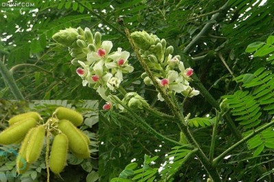 Cây dược liệu cây Vuốt hùm, Móc diều, Móc mèo - Caesalpinia minax Hance