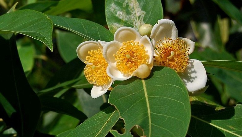 Cây dược liệu cây Vối thuốc, Kháo cài, Thù lụ - Schima wallichii (DC.) Korth, (Gordonia wallichii DC.)