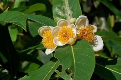 Cây dược liệu cây Vối thuốc, Kháo cài, Thù lụ - Schima wallichii (DC.) Korth, (Gordonia wallichii DC.)