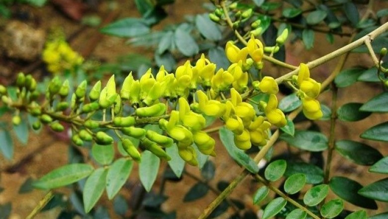Cây dược liệu cây Hòe Bắc bộ - Sophora tonkinensis Gagnep. (S.supbprostrata Chun et T. Chen)