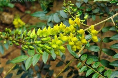 Cây dược liệu cây Hòe Bắc bộ - Sophora tonkinensis Gagnep. (S.supbprostrata Chun et T. Chen)