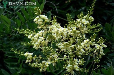 Cây dược liệu cây Hòe - Sophora japonica L. f.