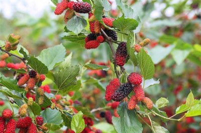 Cây dược liệu cây Dâu  Dâu, Dâu tằm - Morus alba L