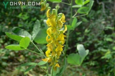 Cây lục lạc ba lá và những bài thuốc chữa bệnh thường dùng