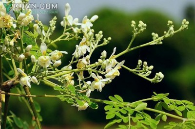 Cây dược liệu cây Chùm ngây - Moringa oleifera Lam (M. pterygosperma Gaertn)