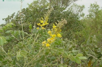 Cây dược liệu cây Hòe lông, Cây chuỗi hột - Sophora tomentosa L