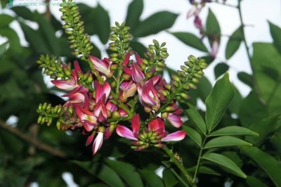 Cây dược liệu cây Kê huyết đằng, Cây máu gà - Milletia reticulata Benth