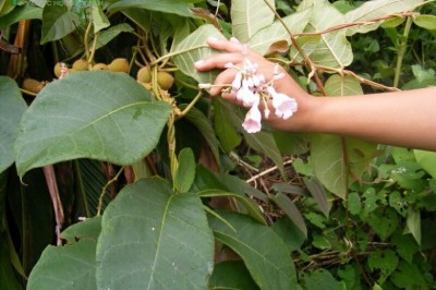 Cây dược liệu cây Mã liên an, Mã lìn ón, Hà thủ ô Griffith - Streptocugriffithii Hook. f