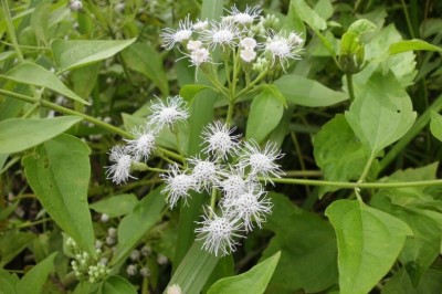 Cây dược liệu cây Cỏ lào, Bớp bớp - Chromolaena odorata (L.) King et Robinson (Eupatorium odoratum L.)