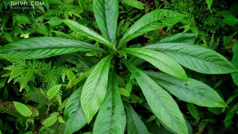 Cây dược liệu cây Xương sông, Rau húng ăn gỏi - Blumea lanceolaria (Roxb.) Druce (Conyza lanceolaria Roxb., B. myriocephala DC.)