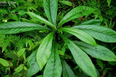 Cây dược liệu cây Xương sông, Rau húng ăn gỏi - Blumea lanceolaria (Roxb.) Druce (Conyza lanceolaria Roxb., B. myriocephala DC.)