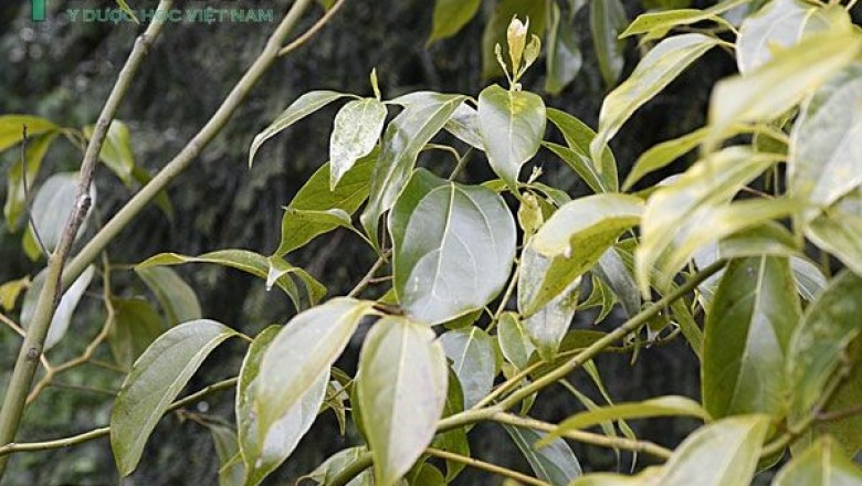 Cây dược liệu cây Vù hương, Gù lương, Re dầu, Re hương, Xá xị - Cinnamomum parthenoxylon (Jack) Meisn