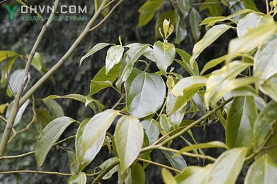Cây dược liệu cây Vù hương, Gù lương, Re dầu, Re hương, Xá xị - Cinnamomum parthenoxylon (Jack) Meisn