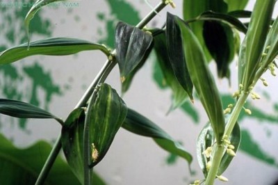 Cây dược liệu cây Hoàng tinh hoa trắng, Vạn thọ trúc giả lá dài - Disporopsis longifolia Craib