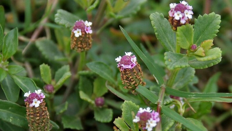 Cây dược liệu cây Lức dây, Lức lan, Dây lưỡi, Sài đất giả, Chè rừng - Phyla nodiflora (L.) Greene