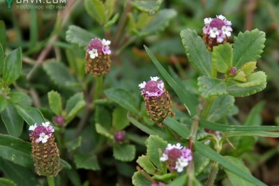 Cây dược liệu cây Lức dây, Lức lan, Dây lưỡi, Sài đất giả, Chè rừng - Phyla nodiflora (L.) Greene