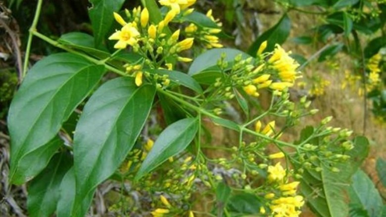Cây dược liệu cây Lá ngón, Ngón vàng, thuốc rút ruột - Gelsemium elegans (Gardn. et. Champ) Benth