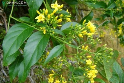Cây dược liệu cây Lá ngón, Ngón vàng, thuốc rút ruột - Gelsemium elegans (Gardn. et. Champ) Benth