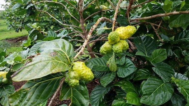 Cây dược liệu cây Nhàu, Nhàu lớn, Nhàu núi, Nhàu rừng - Morinda citrifolia L