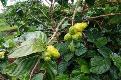 Cây dược liệu cây Nhàu, Nhàu lớn, Nhàu núi, Nhàu rừng - Morinda citrifolia L