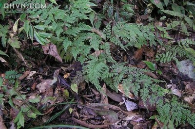 Cây dược liệu cây Ô quyết, Ô cửu, Hành đen - Stenoloma chusanum (L.) Ching (Adiantum chusanum L.)