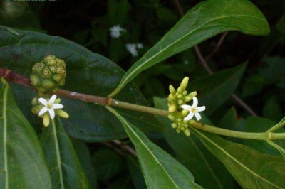 Cây dược liệu cây Nhàu lá nhỏ, Nhàu lông, Nhàu lông mềm, Nhàu nước