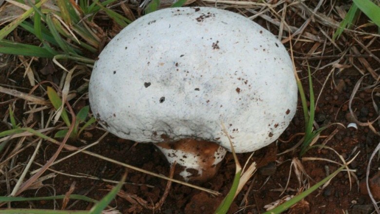 Cây dược liệu cây Nấm bọc hay Nấm trứng lớn - Calvatia lilacina (Mont et Berk.) Lloyd