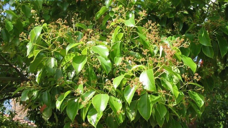 Cây dược liệu cây Long não, Rã hương- Cinnamomum camphora (L.) Presl