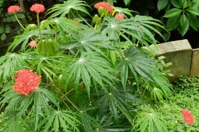 Cây dược liệu cây Bạch phụ tử, Dầu mè đỏ, San hô - Jatropha multifida l