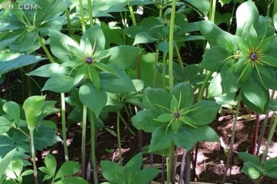 Cây dược liệu cây Bảy lá một hoa - Paris polyphylla Sm var chinensis (Franch) Hara