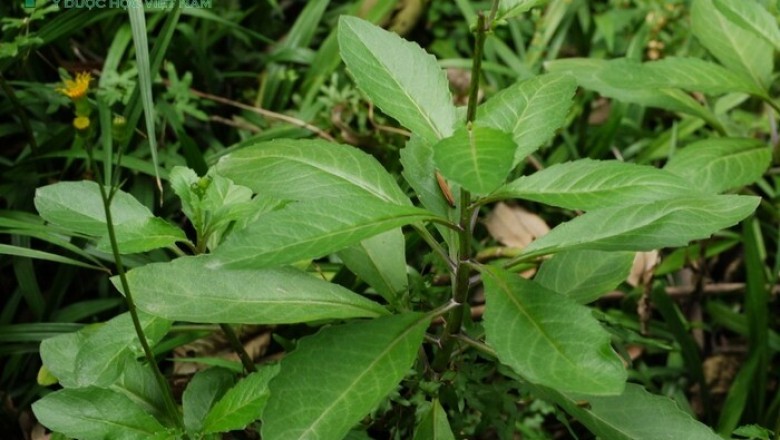 Cây dược liệu cây Bầu đất hoa vàng, Kim thất giả - Gynura divaricata (L.) DC