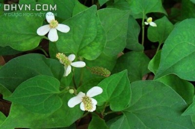 Cây dược liệu cây Diếp cá, rau diếp cá, Rau giấp, Cây lá giấp - Houttuynia cordata Thunb