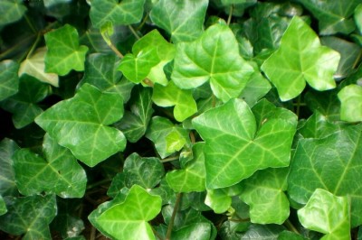 Cây dược liệu cây Dây thường xuân - Hedera nepalensis K. Koch var. sinensis (Tobl.) Rehd