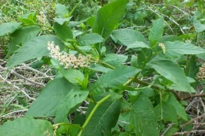 Cây dược liệu cây Thương lục Mỹ - Phytolacca decandra L. (P. americana L.)
