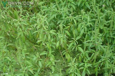 Cây dược liệu cây Cỏ xước nước - Centrostachys aquatica (R.Br.) Wall. ex Moq. - Tard.