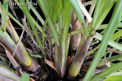 Cây dược liệu cây Sả, Mao hương - Cymbopogon citratus (DC.) Stapf