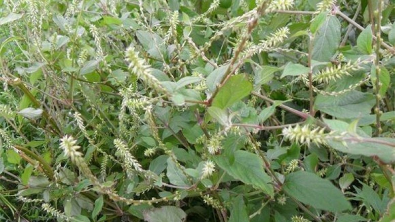 Những bài thuốc Đông y dùng cây cỏ xước chữa bệnh