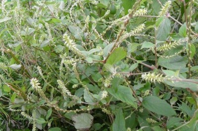 Những bài thuốc Đông y dùng cây cỏ xước chữa bệnh