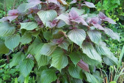 Cây dược liệu cây Tía tô, Tử tô - Perilla frulescens (L.) Britton