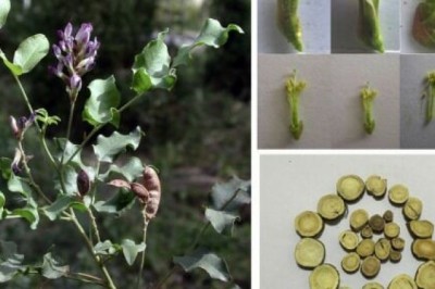 Cây dược liệu cây Cam thảo, Cam thảo bắc - Glycyrrhiza uralensis Fisch