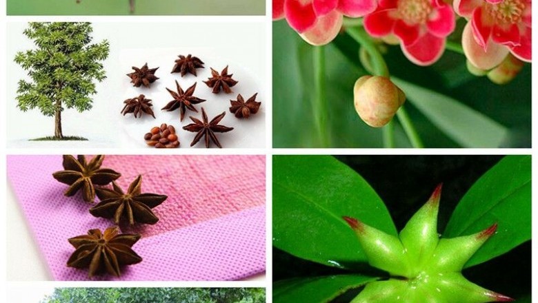 Cây dược liệu cây Hồi, Đại hồi - lllicium verum Hook. f et Thoms